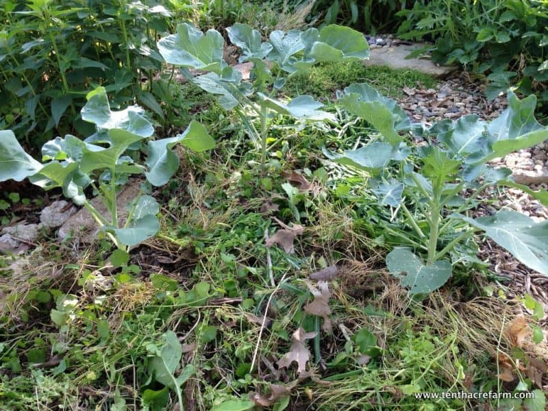 Mulching is an essential component of the garden that is often overlooked, but can save time in the long run. Find out what mulch is, how to mulch properly, and the various types of mulch.