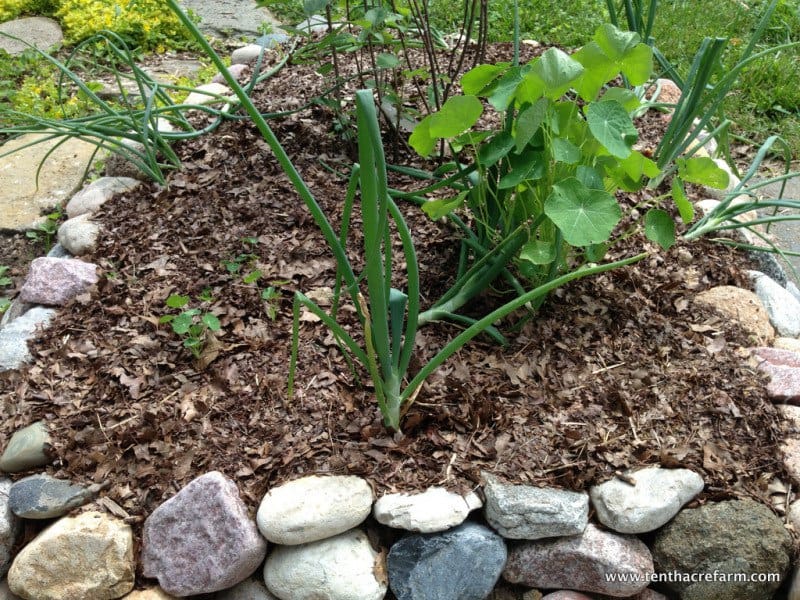 Mulching in the Garden