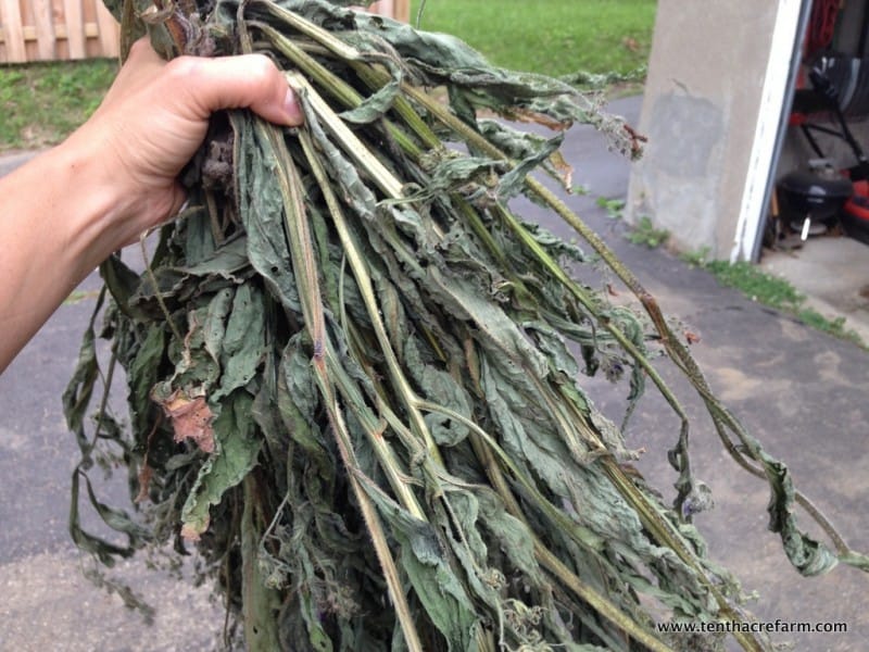 air-dried comfrey