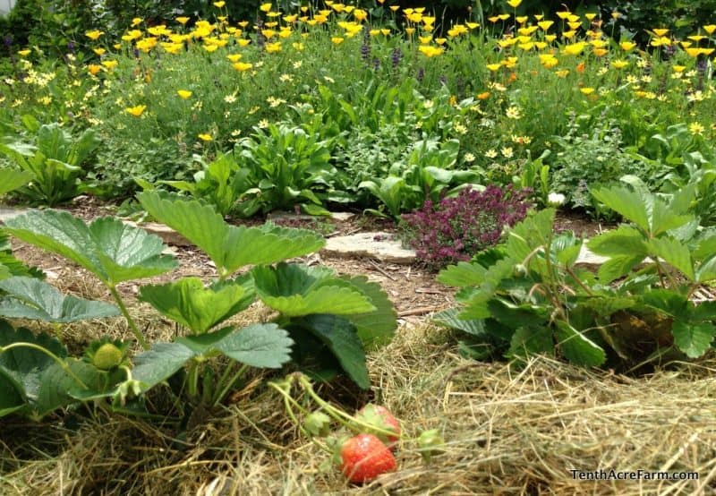 The goal of a good design is to unify a space by providing blocks of color or texture that capture or direct the viewer's eye. It&nbsp;is one of the most basic landscape design principles. Find out how to do it in your landscape in this post, and attract beneficial insects, too!