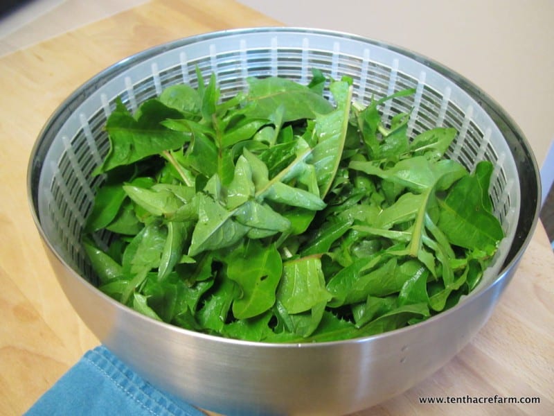 dandelion greens