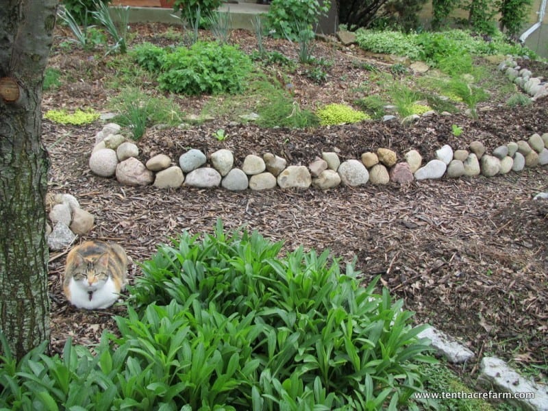 My front yard permaculture design with a show-off kitty!