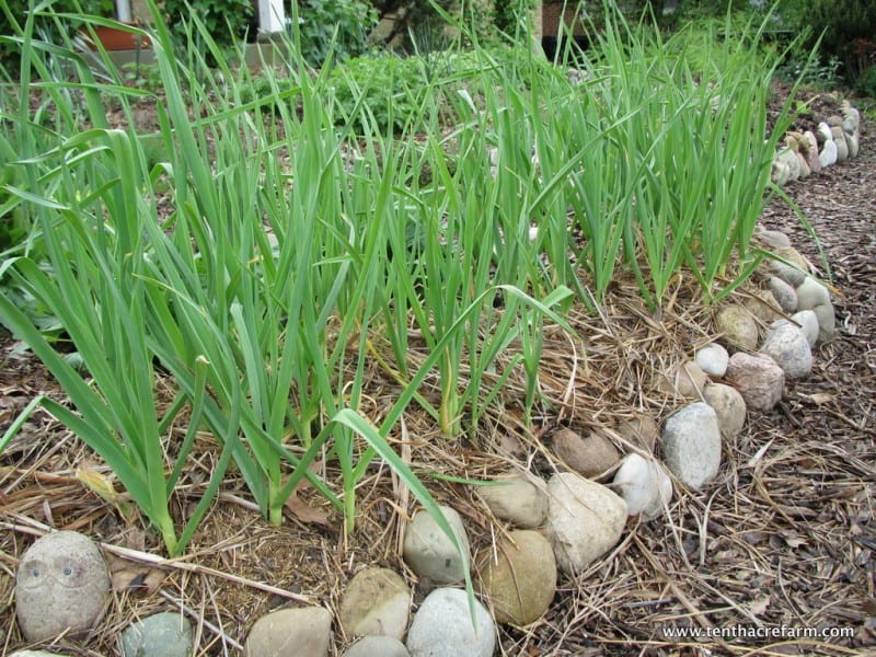 Garlic growing in a front yard garden with a rock border