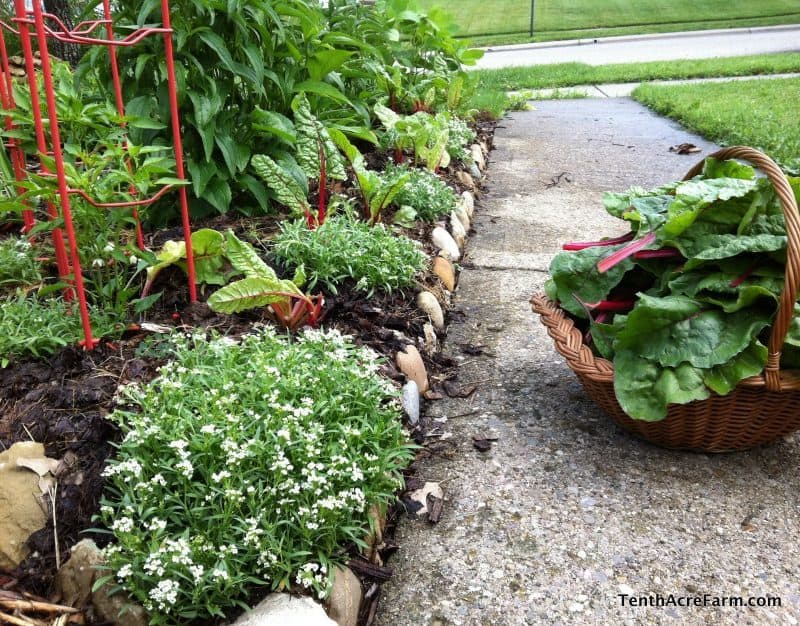 6 Flowers to Grow in the Vegetable Garden Sweet alyssum growing with Swiss chard.