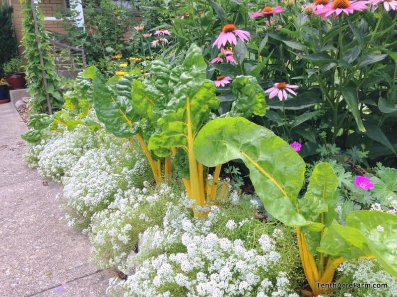 The goal of a good design is to unify a space by providing blocks of color or texture that capture or direct the viewer's eye. It&nbsp;is one of the most basic landscape design principles. Find out how to do it in your landscape in this post, and attract beneficial insects, too!