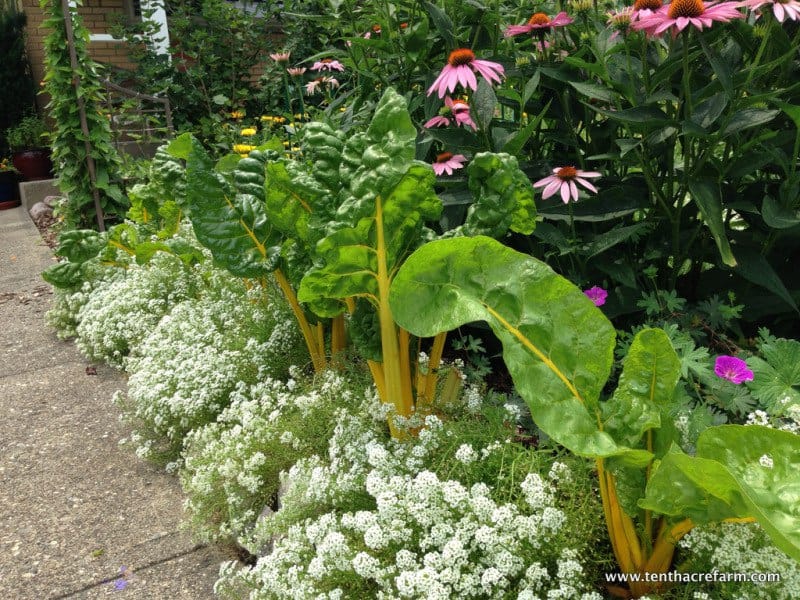 Mulching in the Garden