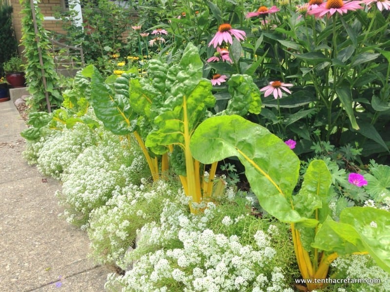 swiss chard and sweet alyssum growing together