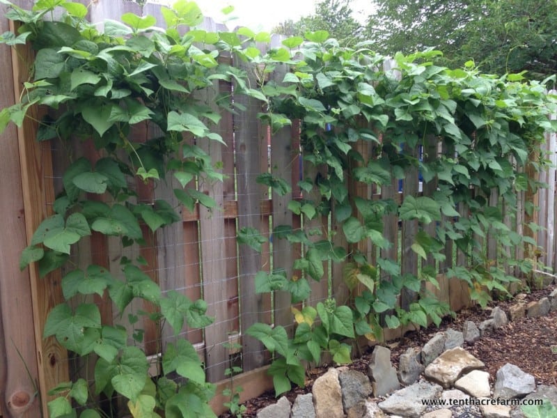 choose the right trellis for your climbing vegetables choose the right trellis for your climbing vegetables