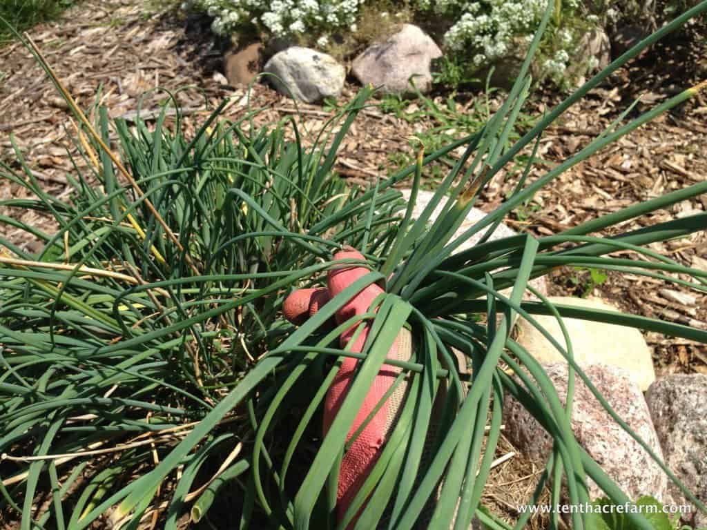 Fertilize with trimmings from the chives plant.