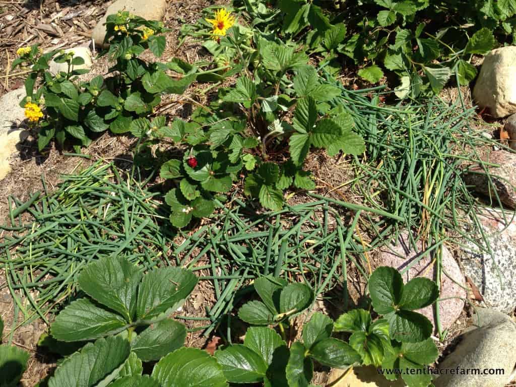 Chive trimmings make good mulch