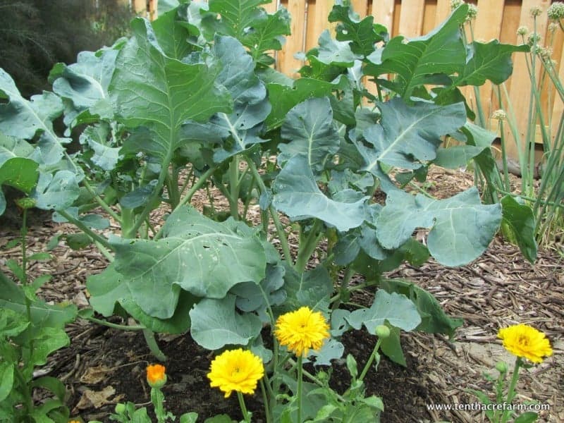May is the month to get everything in the garden. But don't panic, here's a step-by-step guide to your best garden with just 15 minutes a day.