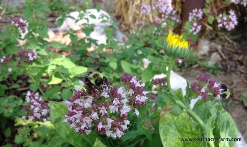 bumble bee on oregano