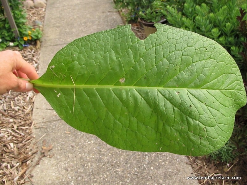 comfrey leaf