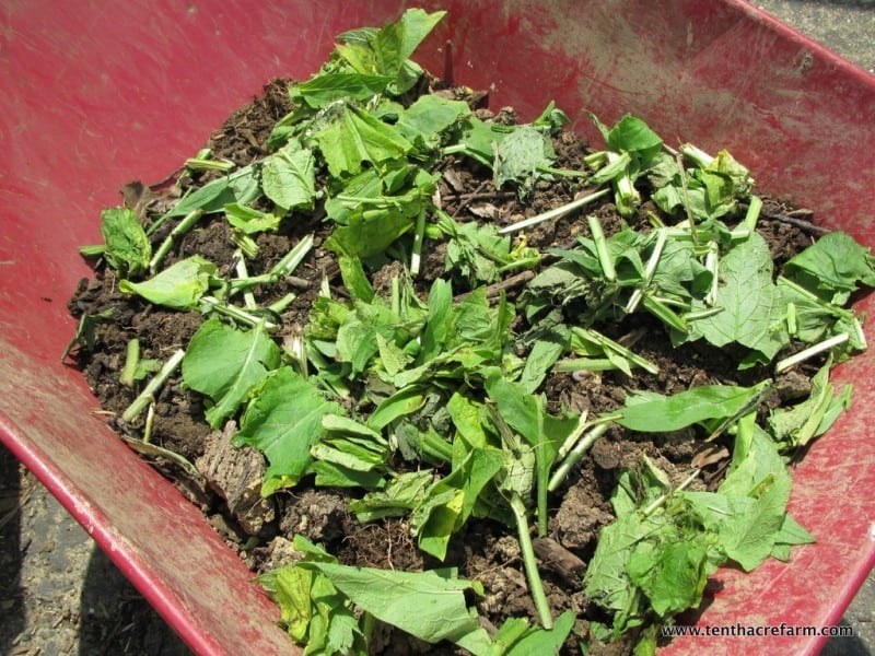 Comfrey cuttings added to compost as green manure.