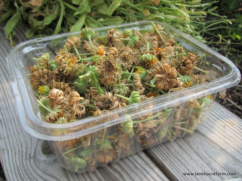 A collection of calendula seed heads