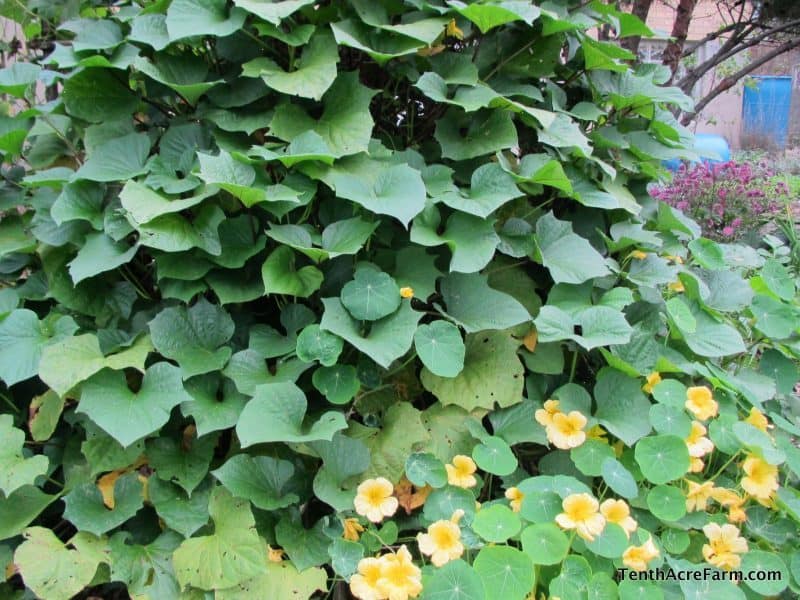 6 Flowers to Grow in the Vegetable Garden Yellow nasturtiums growing with trellised sweet potatoes.