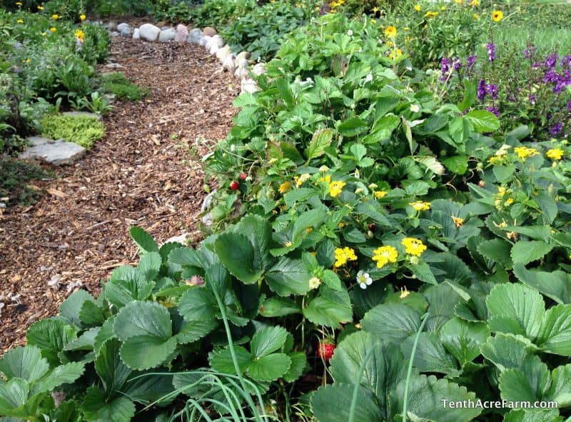 Strawberries grow in moist soil.