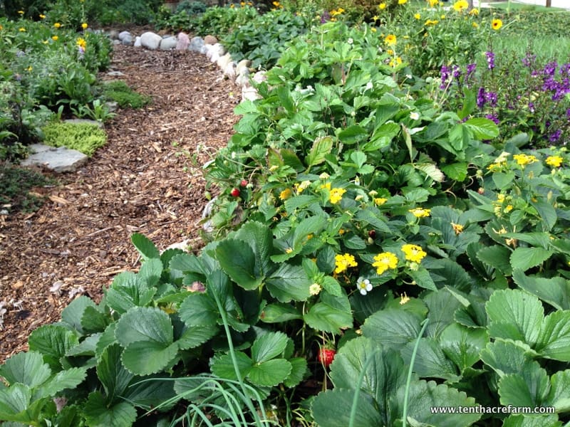 Swales are an important tool for irrigating the garden, mitigating stormwater runoff, and reducing erosion. In this post, learn what a swale is and why you might need one in your yard.