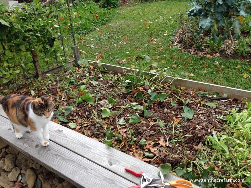Harvesting, Curing and Storing Sweet Potatoes Tenth Acre Farm