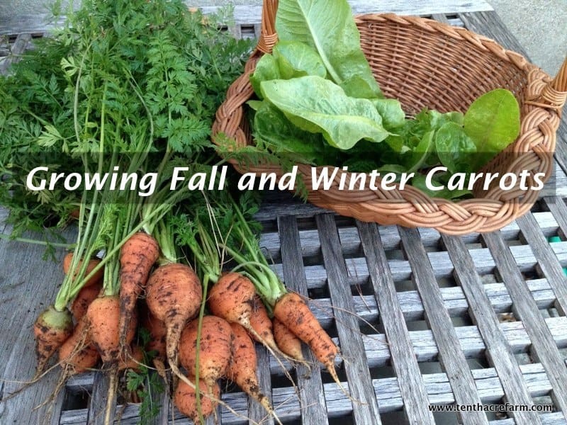 Growing Fall and Winter Carrots Tenth Acre Farm