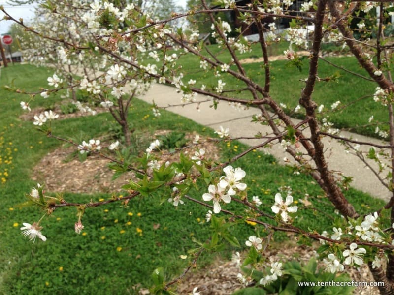 Cherry Trees in bloom