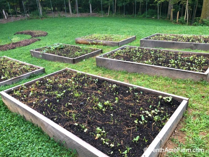 Are Raised Vegetable Garden Beds Right For You?