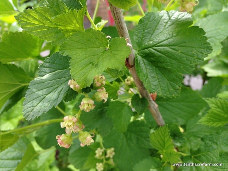 Currant bush flowers