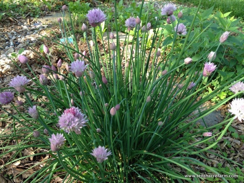 Chives are beneficial to fruit trees.