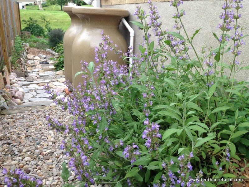 Purple flowering sage next to rain barrels