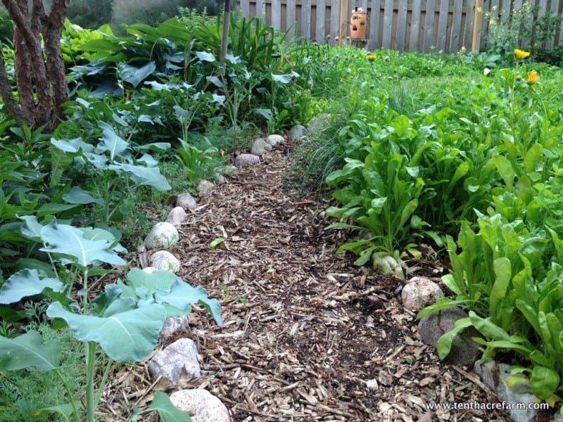 backyard garden