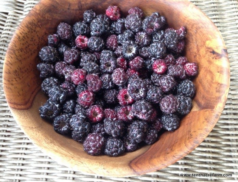 A black raspberry harvest.