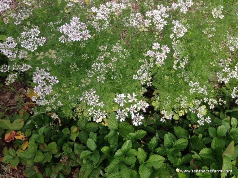6 Flowers to Grow in the Vegetable Garden Flowering cilantro growing in the strawberry bed.