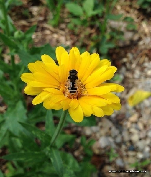 Fall Blooming Flowers for the Bees Tenth Acre Farm