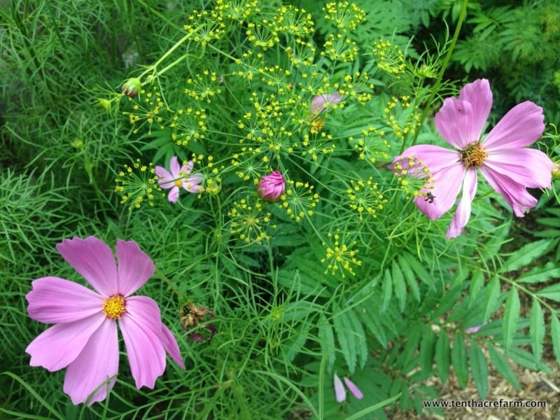 Yellow dill and pink cosmos flowers