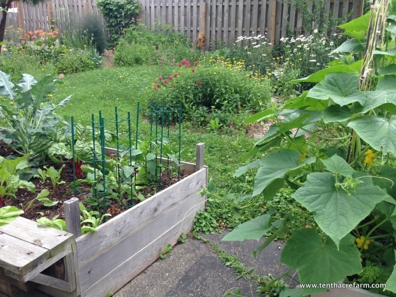 a backyard homestead