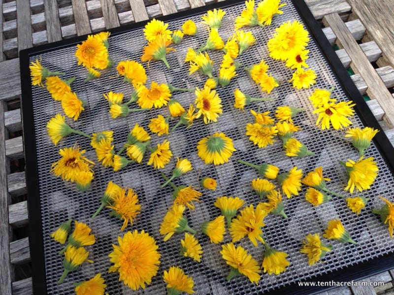 How to Make Calendula Infused Herbal Oil calendula flower heads on a dehydrator tray