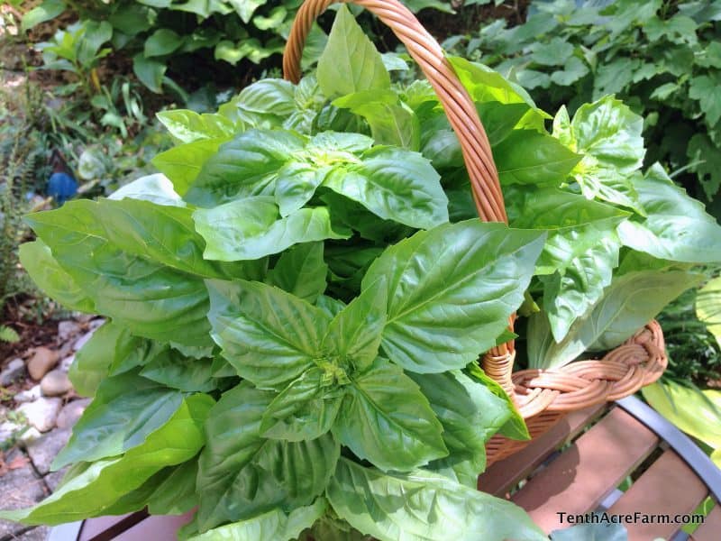Basil from the garden