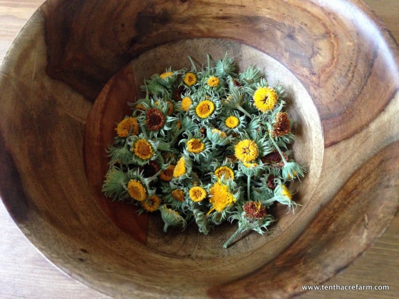 How to Make Calendula Infused Herbal Oil calendula flower heads with the petals removed