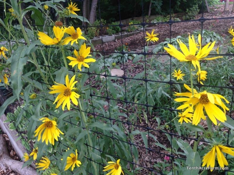 Perennial sunflowers are beautiful and multifunctional. Learn 8 reasons to grow native sunflowers in your permaculture garden as an ecological powerhouse.