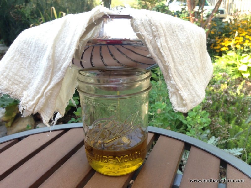 How to Make Calendula Infused Herbal Oil straining calendula oil