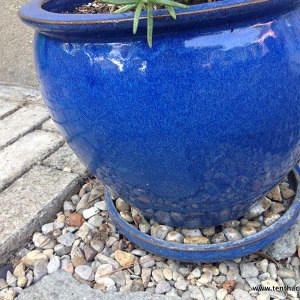 Growing rosemary indoors: Follow these tips to keep your potted rosemary alive inside. #growingherbs #containergardening Rocks in the drainage pan of potted rosemary prevent "wet feet".