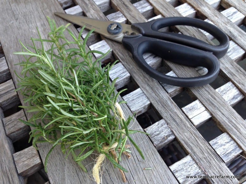 Growing rosemary indoors: Follow these tips to keep your potted rosemary alive inside. #growingherbs #containergardening Pruning fresh rosemary
