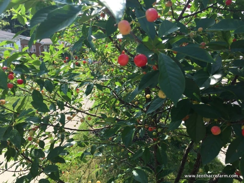 harvesting cherries