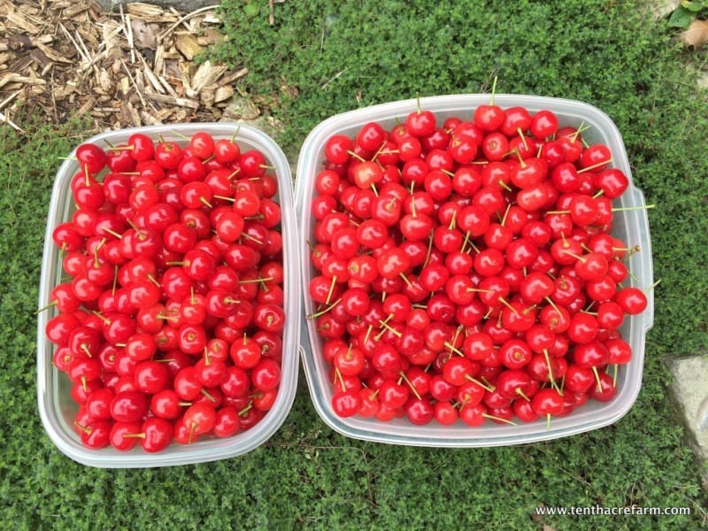 Drying and Using Frozen Sour Cherries Tenth Acre Farm
