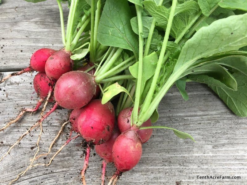 Four Garden Planning Tools You Need This Year: Are visions of bountiful gardens dancing in your head? Here are four essential garden planning tools to help you kick off your best garden season yet.