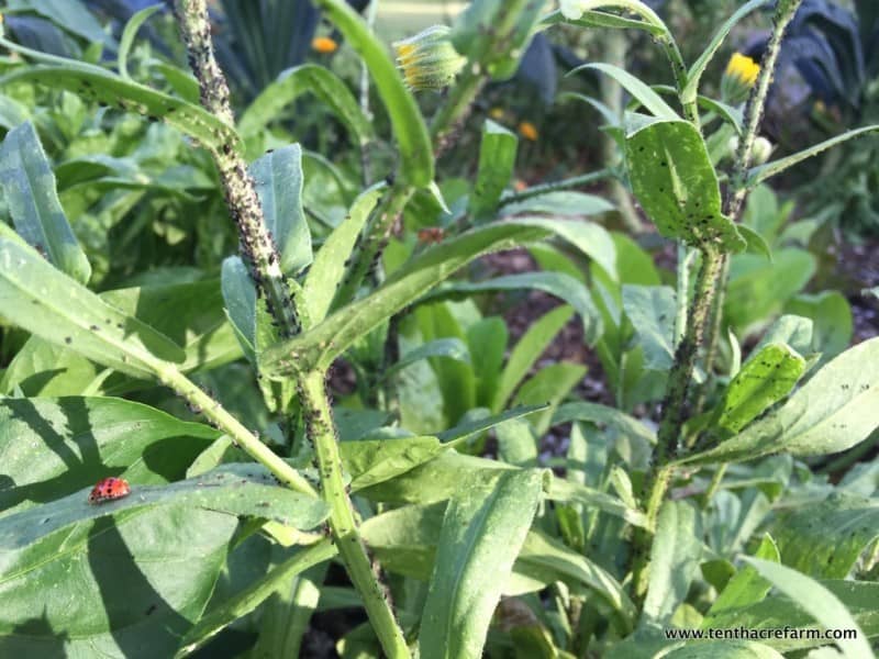 Aphids on calendula officinalis