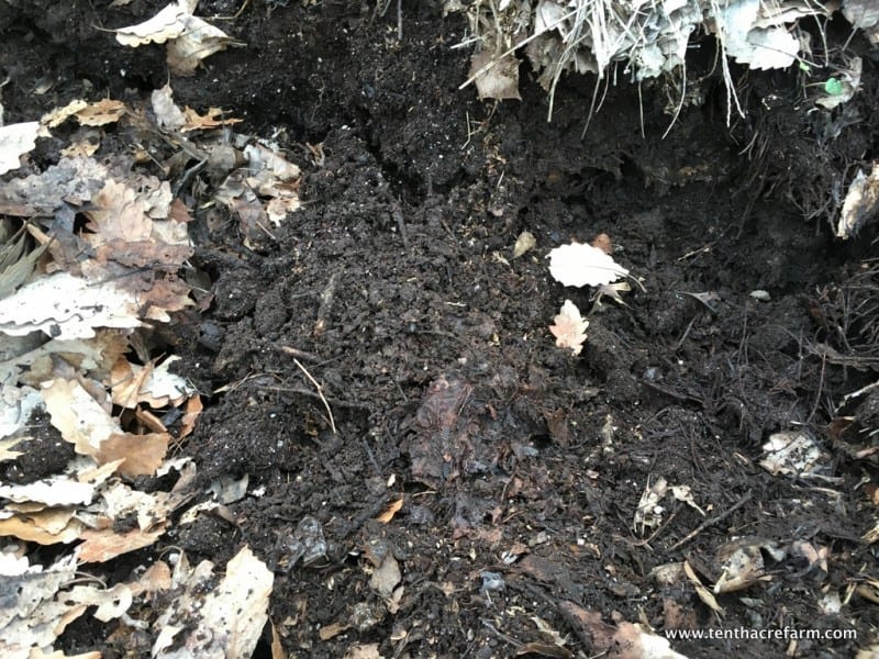 This is leaf mold—leaf mulch that has composted for at least a year. This free organic matter is an essential amendment in my no till garden.