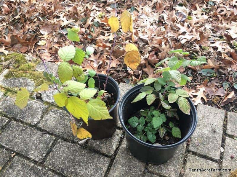 6 Fruit Crops to Propagate for Free from Cuttings: Growing fruit crops is really exciting, but the cost of buying new plants is not. Here are&nbsp;6 fruit crops to propagate for free from cuttings.