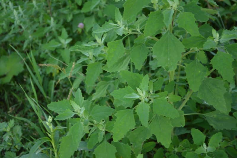 Lamb's quarters are one weed you might want in your garden