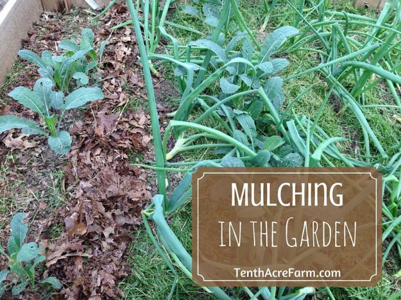 mulching in the garden tenth acre farm mulching in the garden tenth acre farm